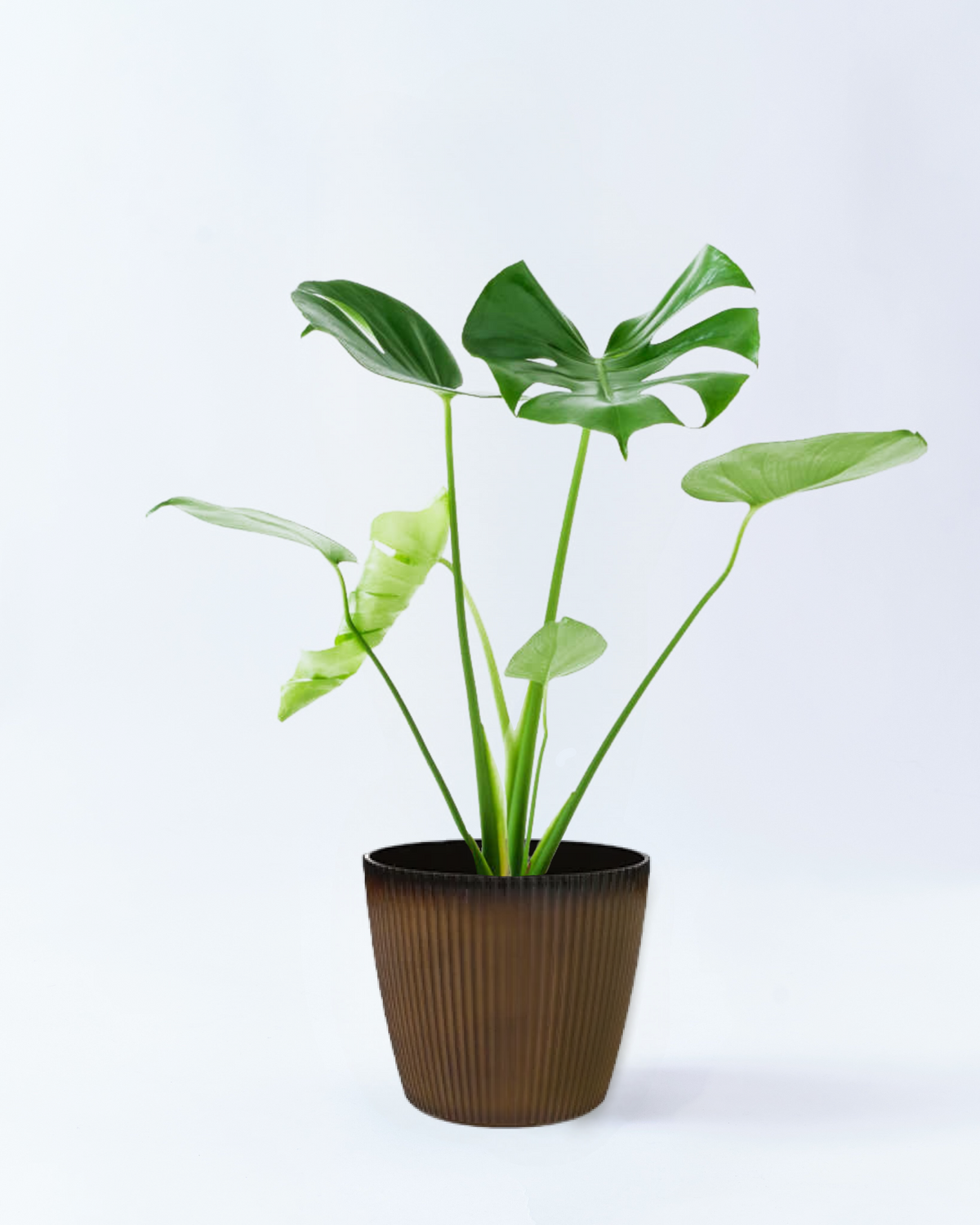 50ℓ 2S マイティソイル(ココチップ + 軽石) 50ℓ 2S マイティソイル(ココチップ + 軽石)