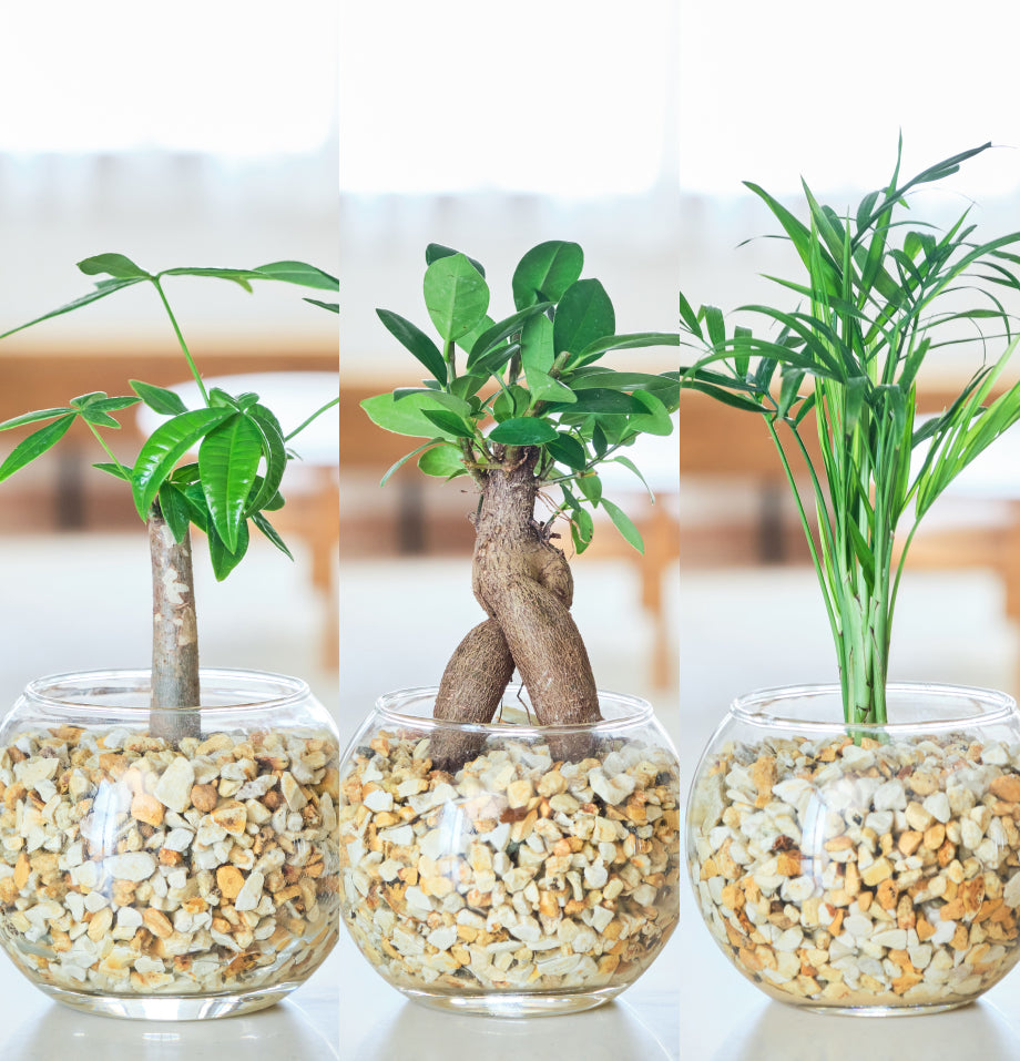 ガラスボールの育てるインテリア・選べる5点+栄養剤セット