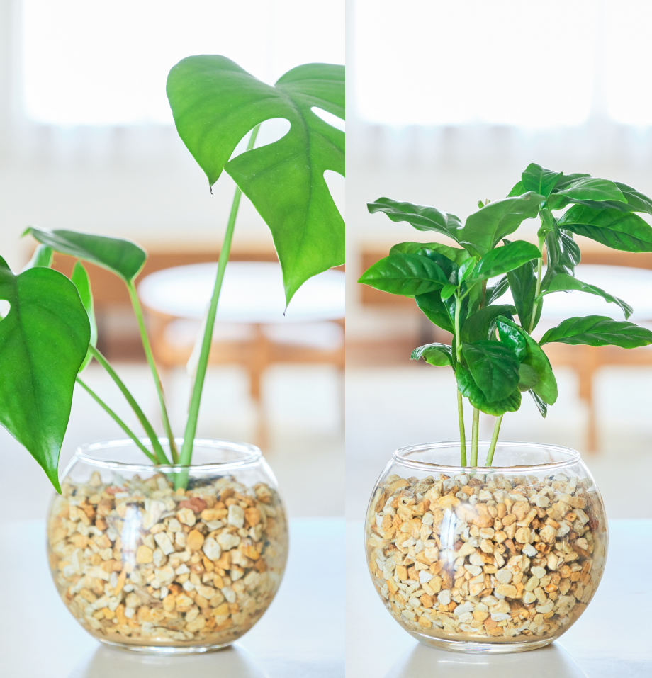 ガラスボールの育てるインテリア・選べる2点セット