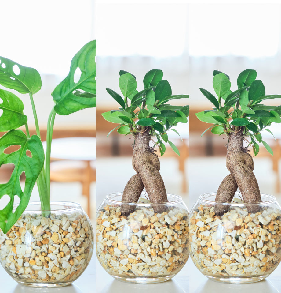 ガラスボールの育てるインテリア・選べる5点+栄養剤セット
