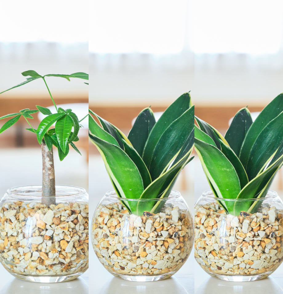 ガラスボールの育てるインテリア・選べる5点+栄養剤セット