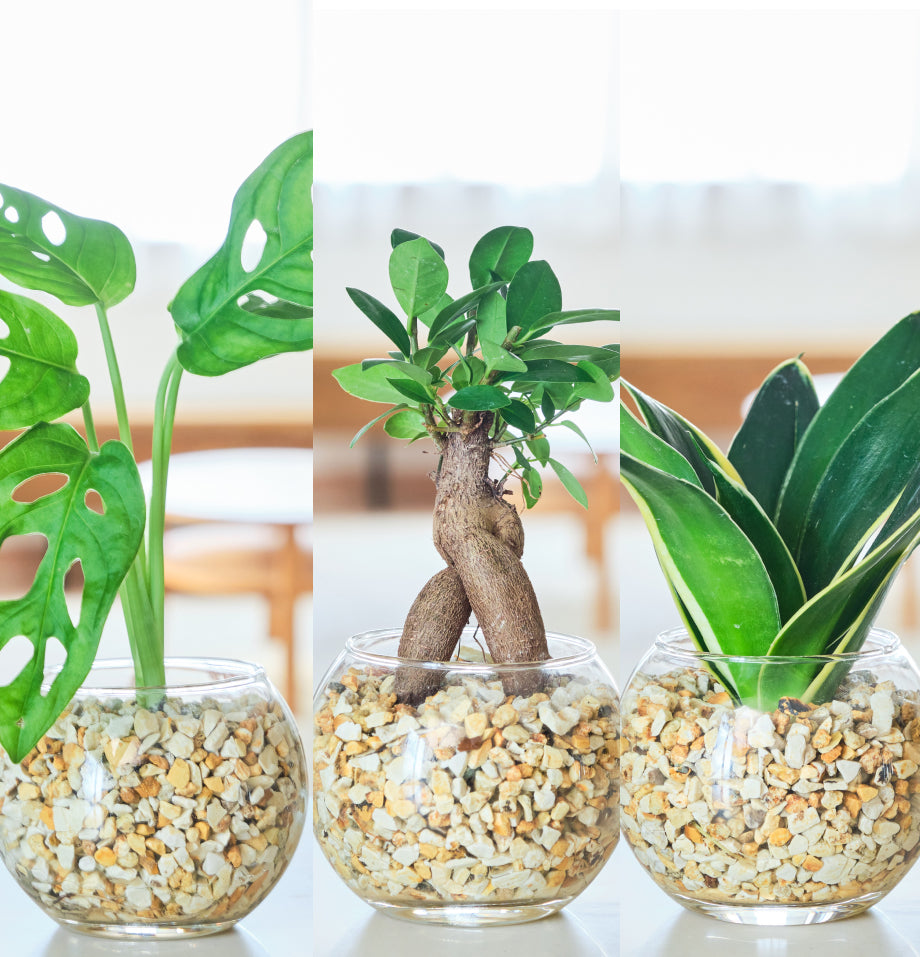 ガラスボールの育てるインテリア・選べる5点+栄養剤セット