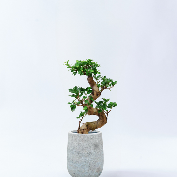 ガジュマル　曲がり ガジュマル まがり L | 観葉植物の通販 AND PLANTS (アンドプランツ)