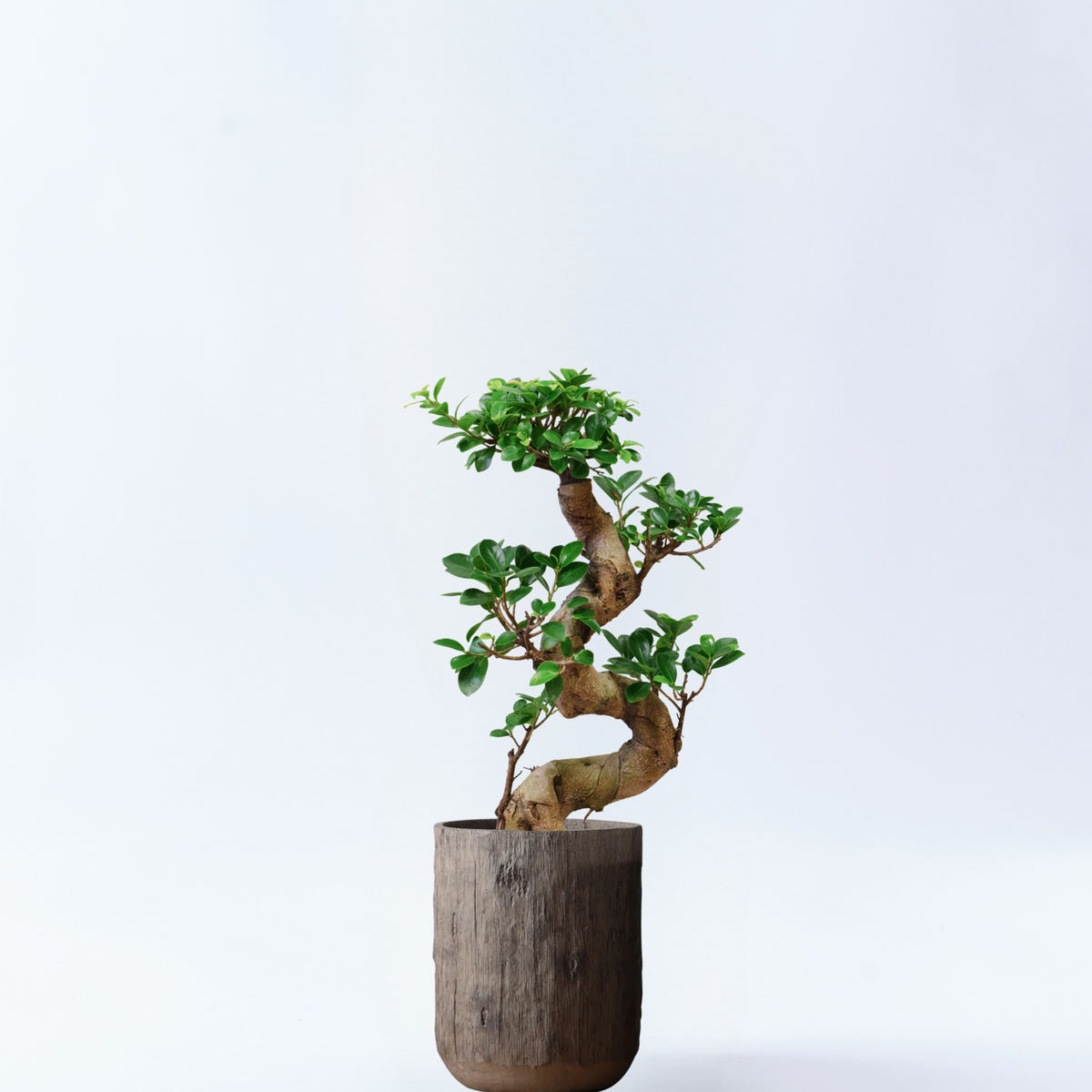 かっこよ♡ガジュマル　多幸の木　曲がり　7寸 観葉植物の販売・ギフトならフラワーコーポレーション / 観葉