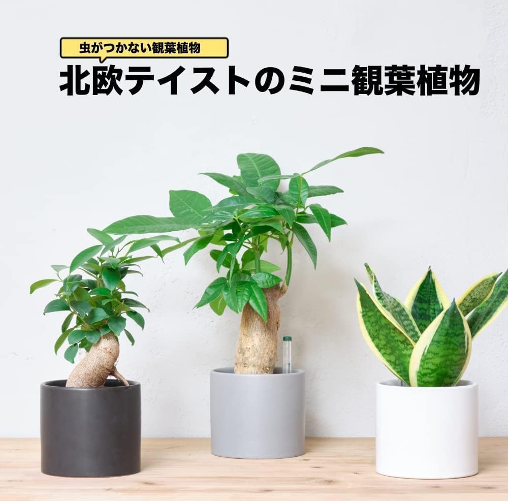 アグラオネマ 3号陶器鉢 ハイドロカルチャー 高さ約30cm ホワイト