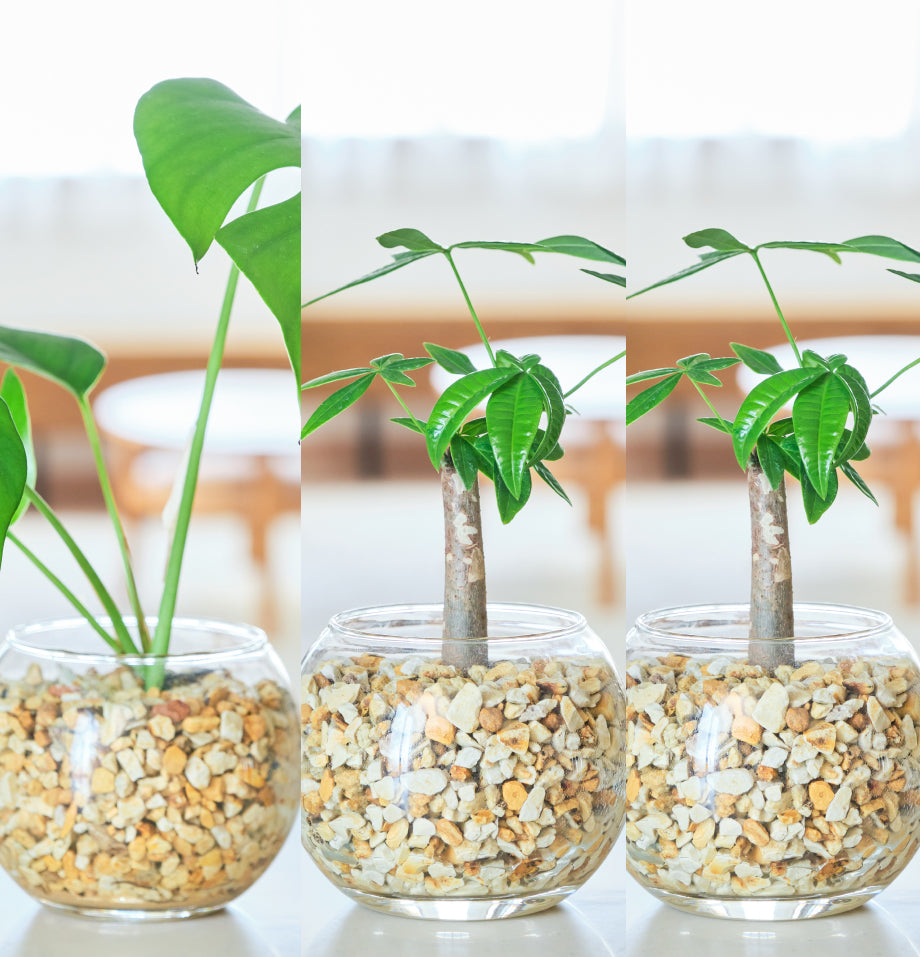 ガラスボールの育てるインテリア・選べる5点+栄養剤セット