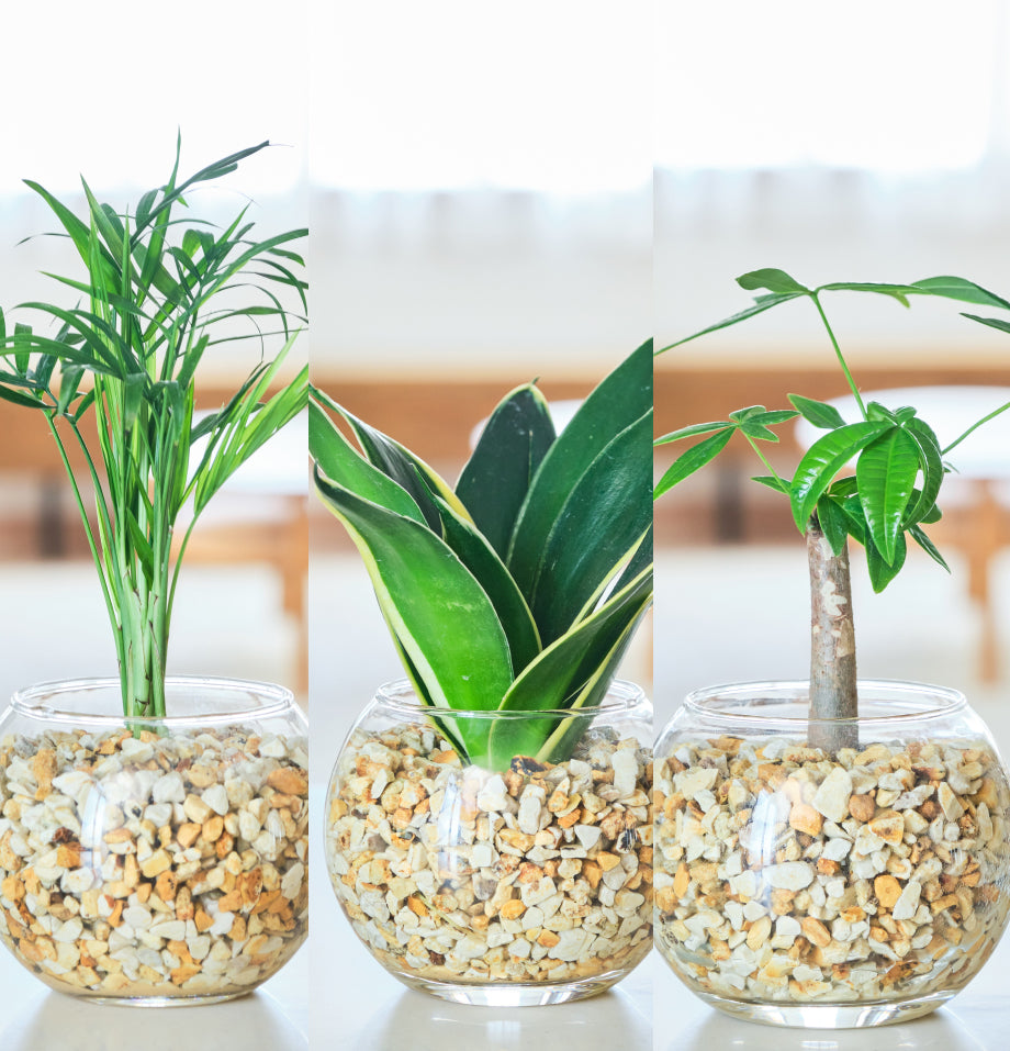 ガラスボールの育てるインテリア・選べる5点+栄養剤セット