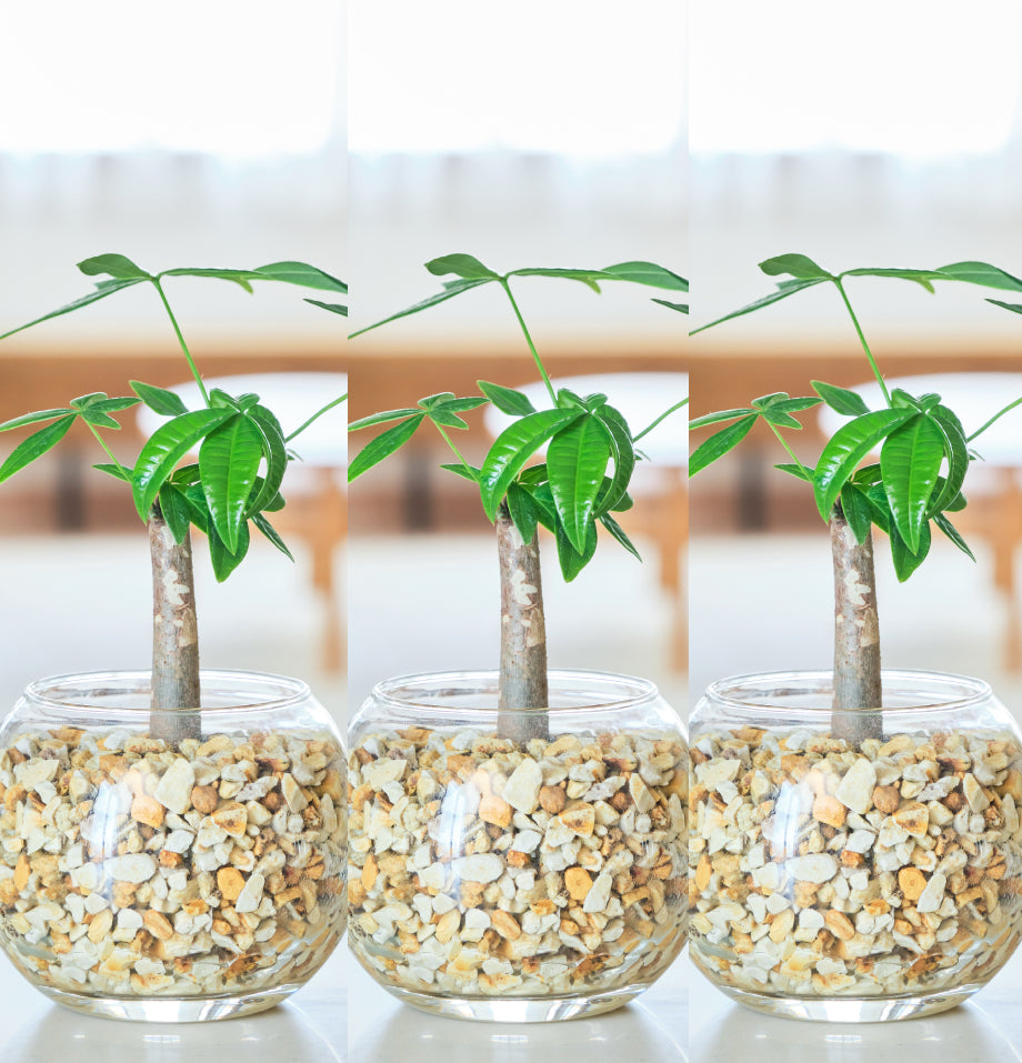 ガラスボールの育てるインテリア・選べる5点+栄養剤セット