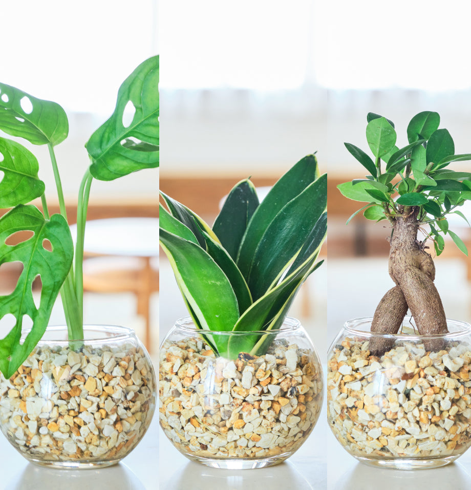 ガラスボールの育てるインテリア・選べる5点+栄養剤セット