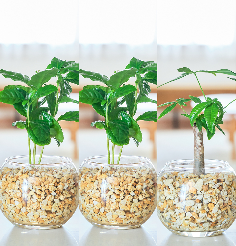 ガラスボールの育てるインテリア・選べる3点セット