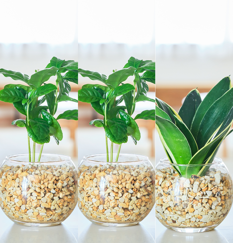 ガラスボールの育てるインテリア・選べる3点セット