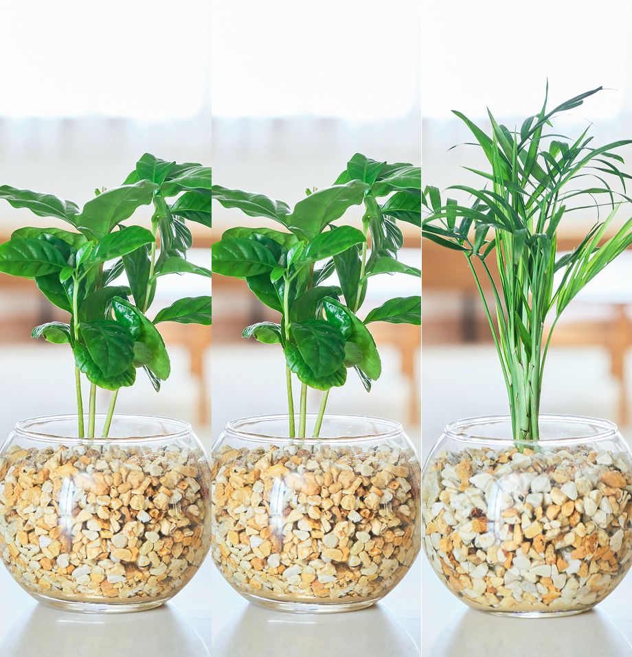 ガラスボールの育てるインテリア・選べる3点セット
