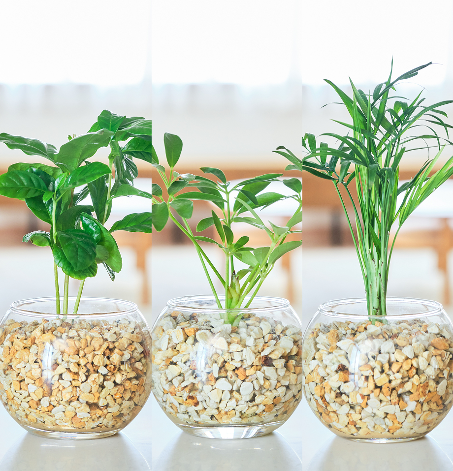 ガラスボールの育てるインテリア・選べる3点セット