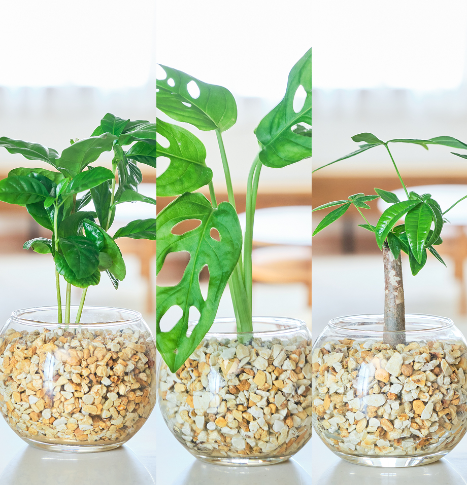 ガラスボールの育てるインテリア・選べる3点セット