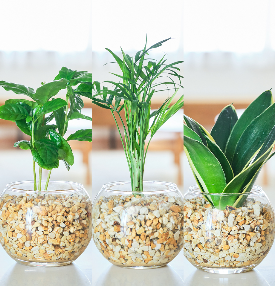 ガラスボールの育てるインテリア・選べる3点セット