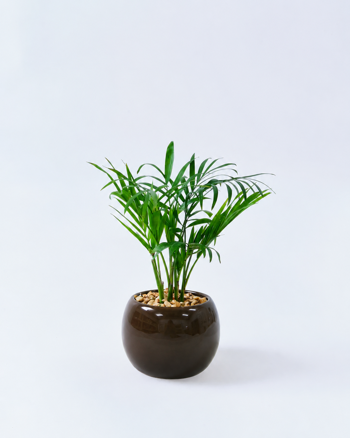 テーブルヤシ 容器 ベージュ ハイドロカルチャー 高さ約15cm