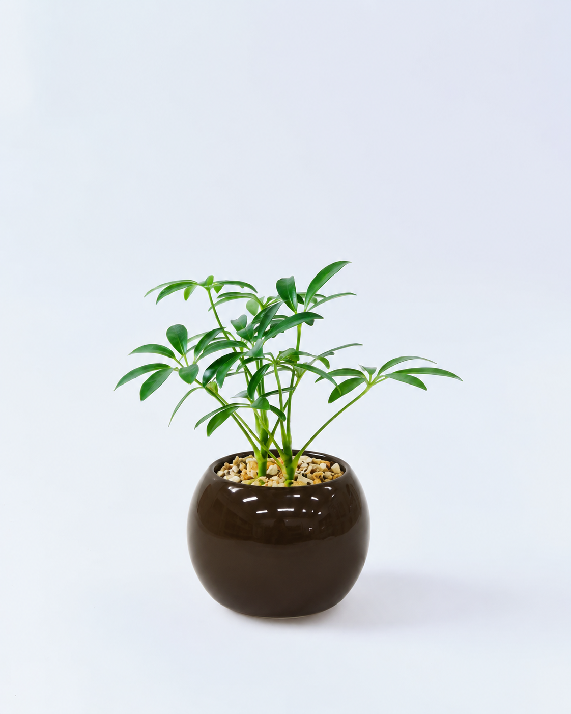 カポック 容器 ベージュ ハイドロカルチャー 高さ約15cm