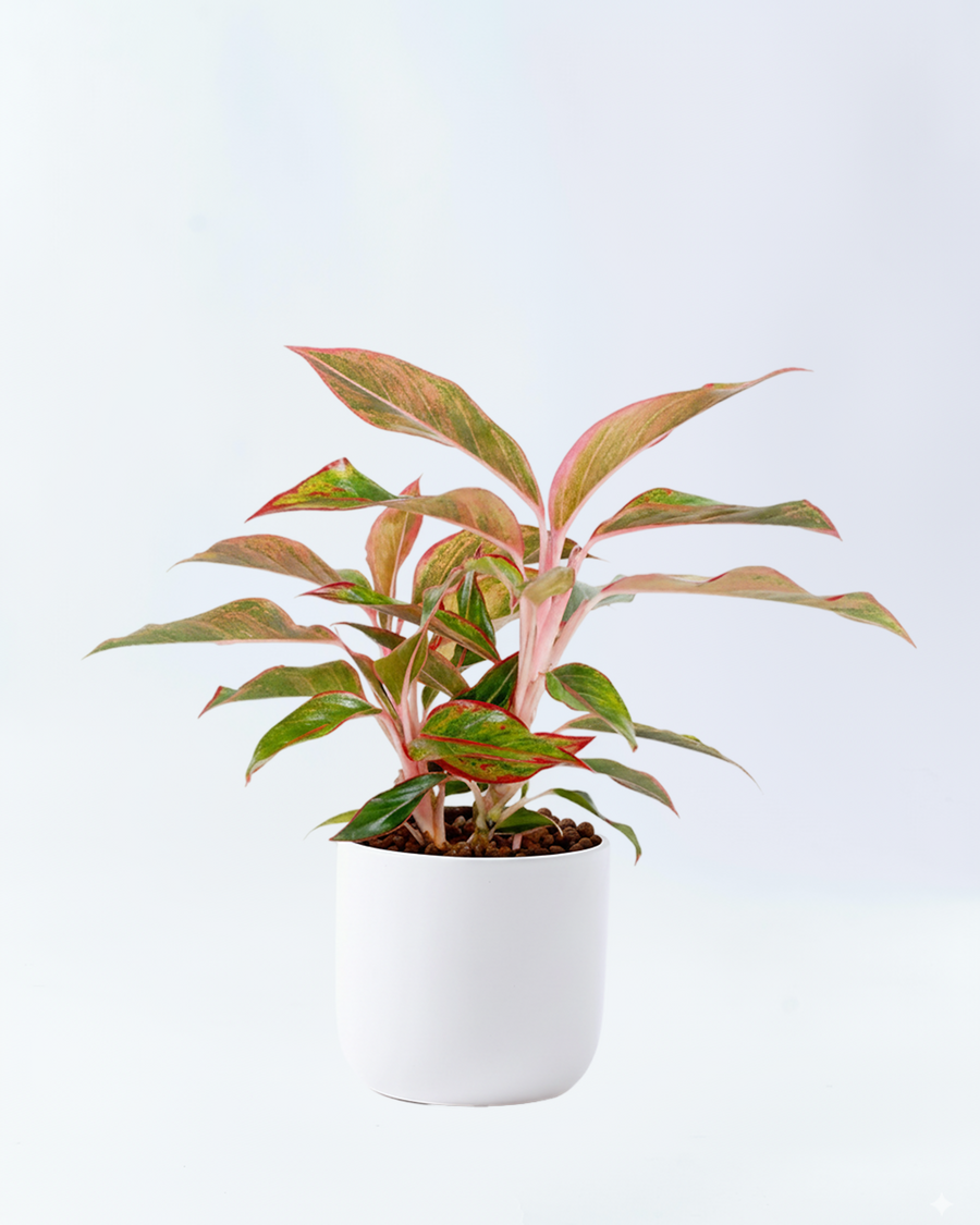 アグラオネマレッドゴールド 5号陶器鉢 ハイドロカルチャー 高さ約45cm