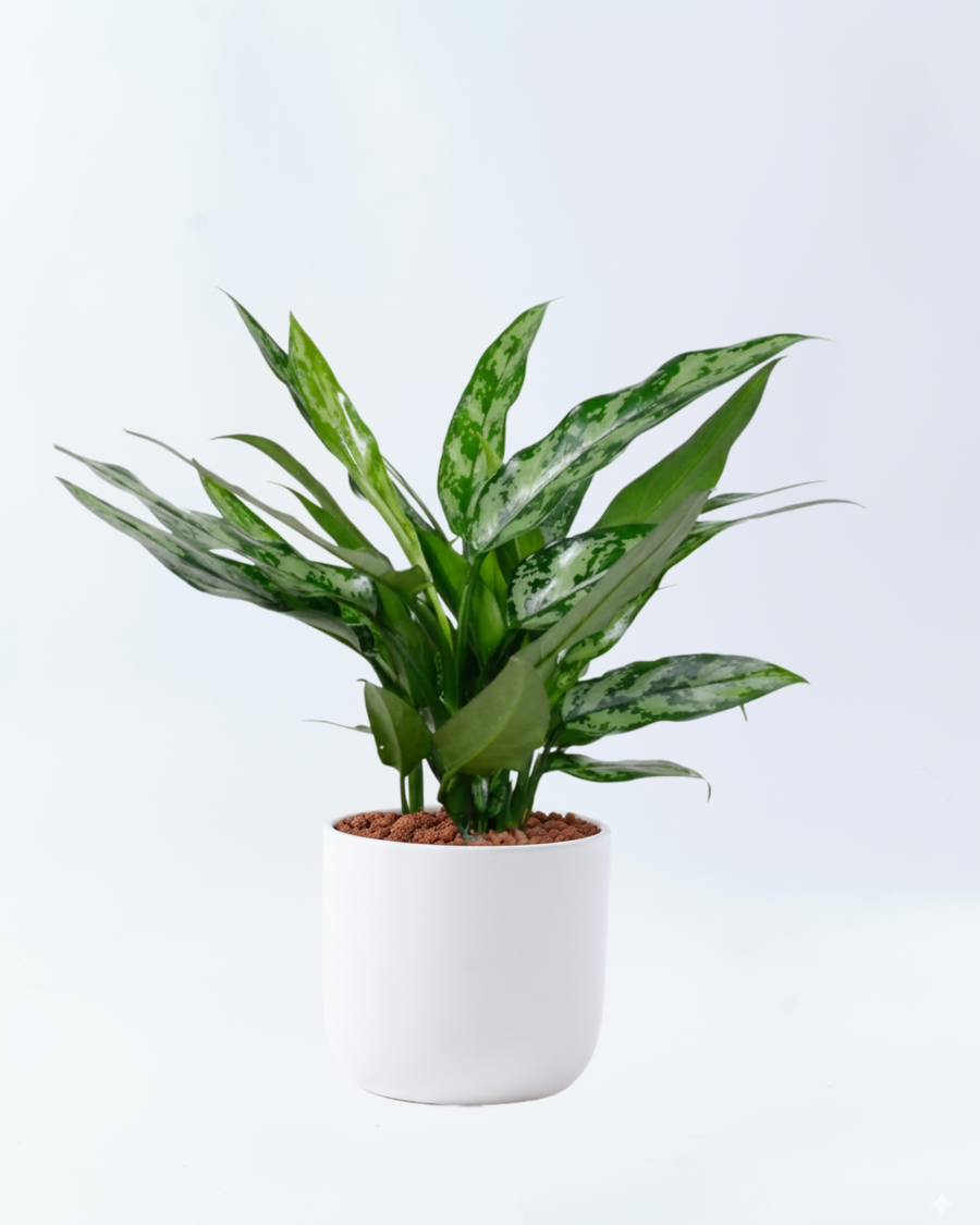 アグラオネマ マリア 5号陶器鉢 ハイドロカルチャー 高さ約45cm