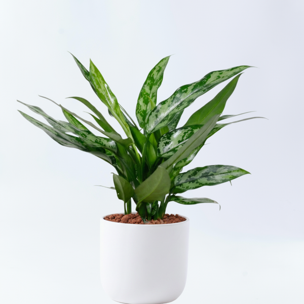 その他観葉植物 Shion* 37.shion様