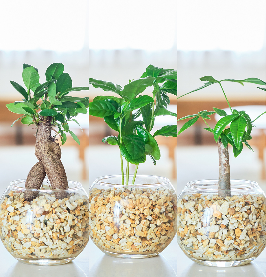ガラスボールの育てるインテリア・選べる3点セット