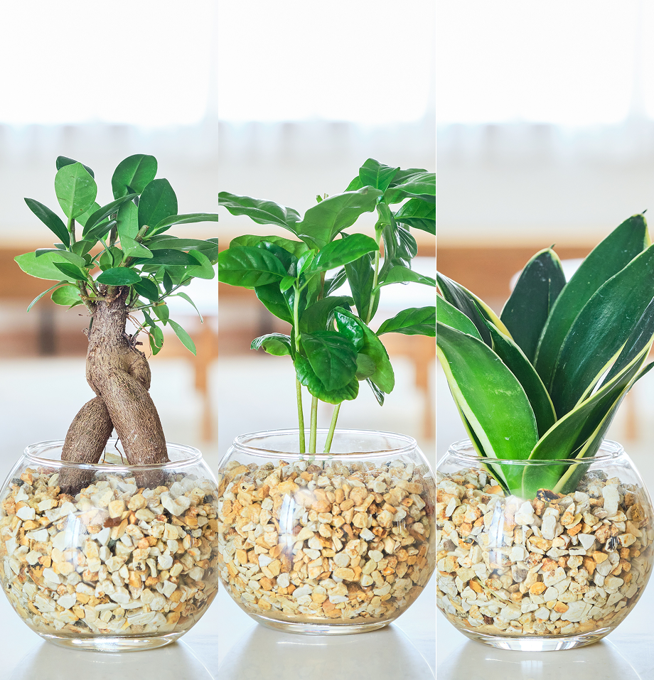 ガラスボールの育てるインテリア・選べる3点セット