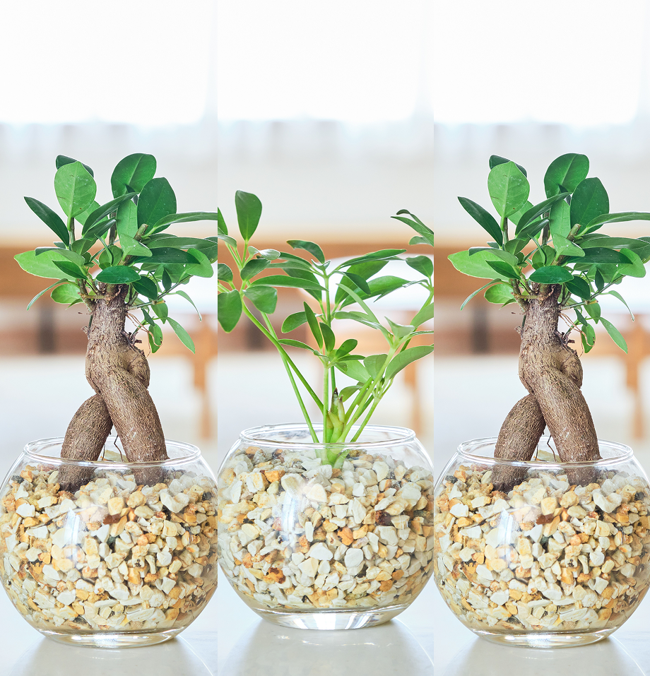 ガラスボールの育てるインテリア・選べる3点セット