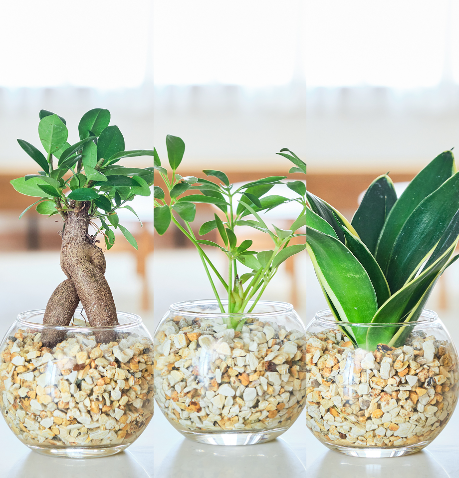 ガラスボールの育てるインテリア・選べる3点セット