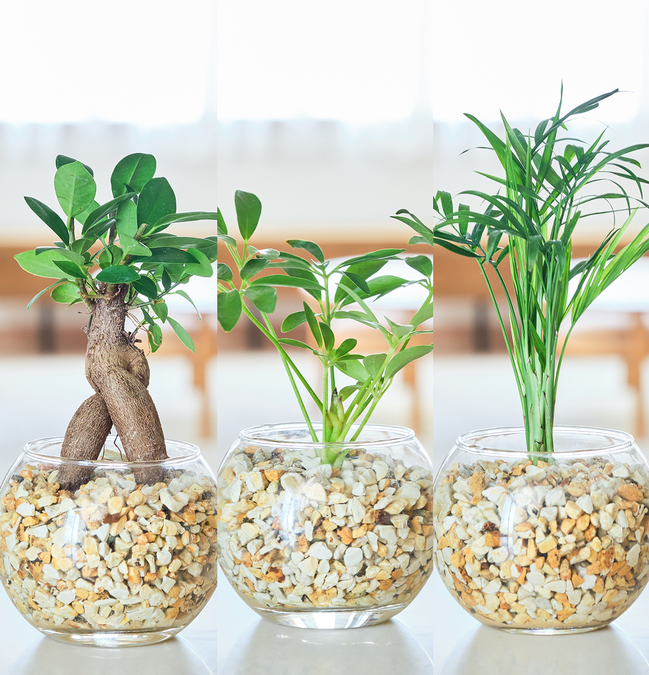 ガラスボールの育てるインテリア・選べる3点セット