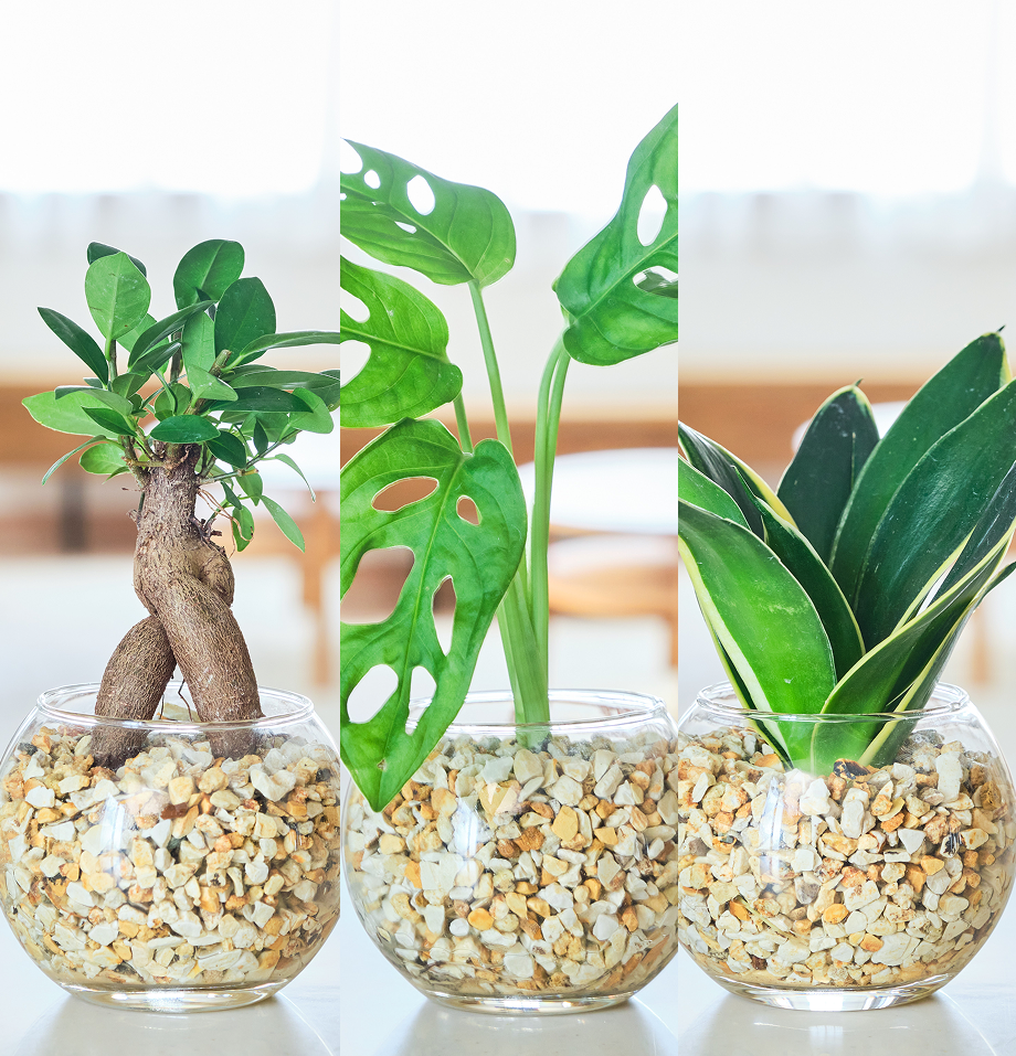 ガラスボールの育てるインテリア・選べる3点セット