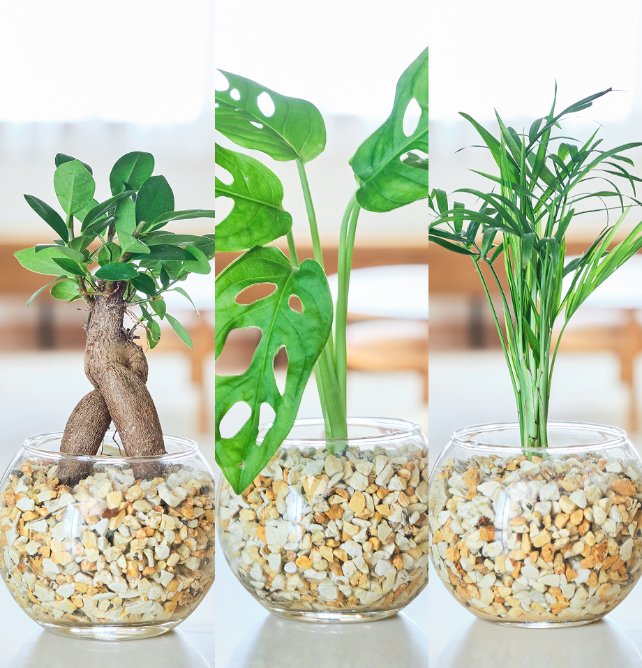 ガラスボールの育てるインテリア・選べる3点セット