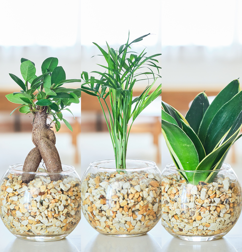 ガラスボールの育てるインテリア・選べる3点セット