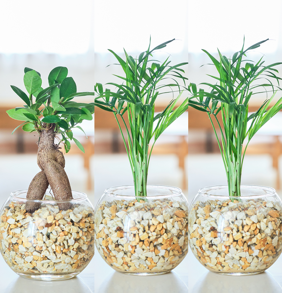 ガラスボールの育てるインテリア・選べる3点セット