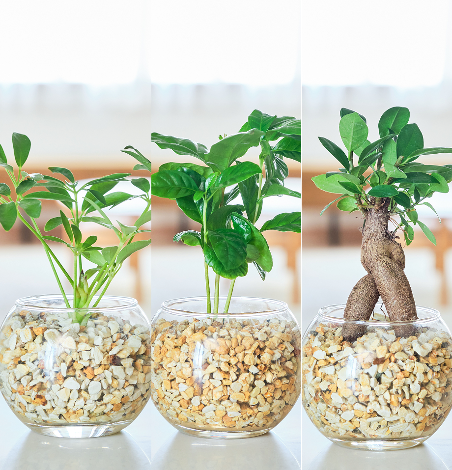 ガラスボールの育てるインテリア・選べる3点セット