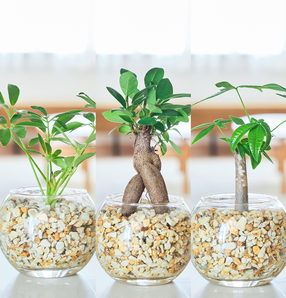 ガラスボールの育てるインテリア・選べる3点セット