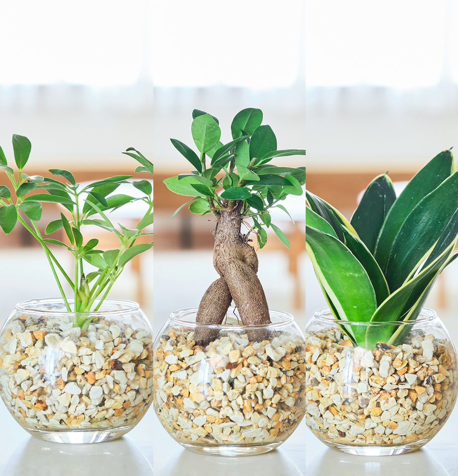 ガラスボールの育てるインテリア・選べる3点セット