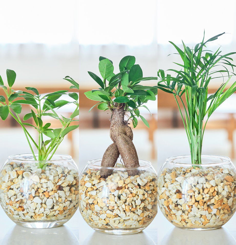 ガラスボールの育てるインテリア・選べる3点セット