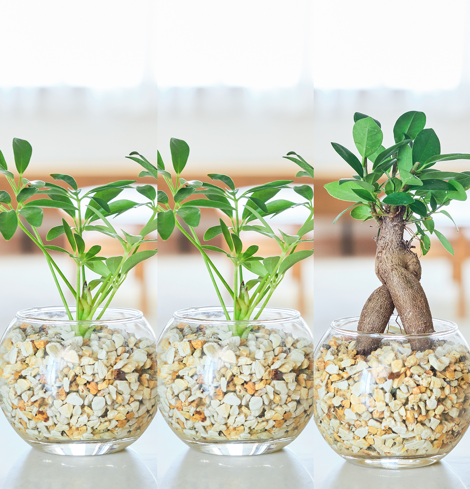 ガラスボールの育てるインテリア・選べる3点セット