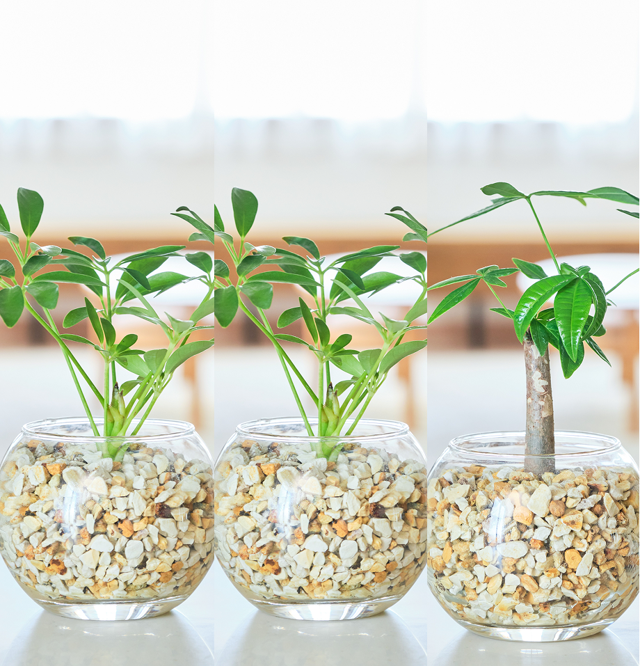 ガラスボールの育てるインテリア・選べる3点セット