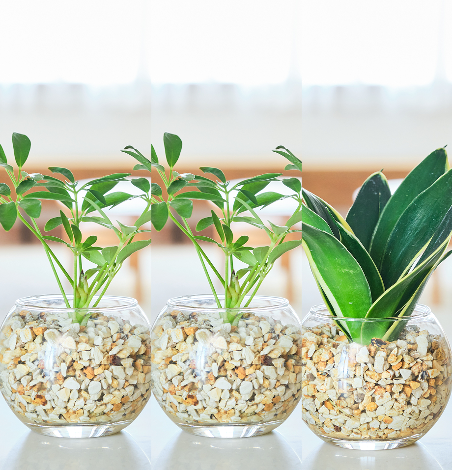 ガラスボールの育てるインテリア・選べる3点セット
