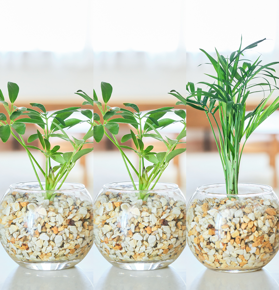ガラスボールの育てるインテリア・選べる3点セット