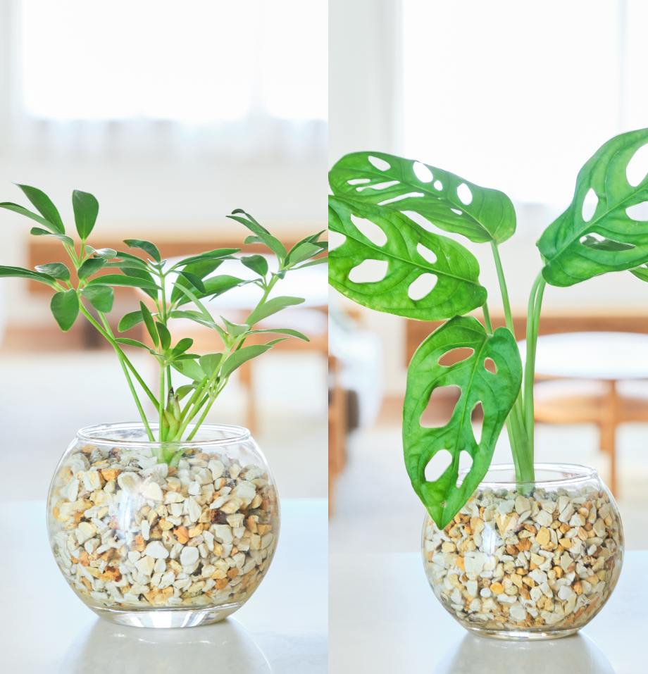 ガラスボールの育てるインテリア・選べる2点セット