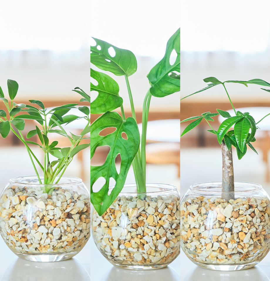ガラスボールの育てるインテリア・選べる3点セット