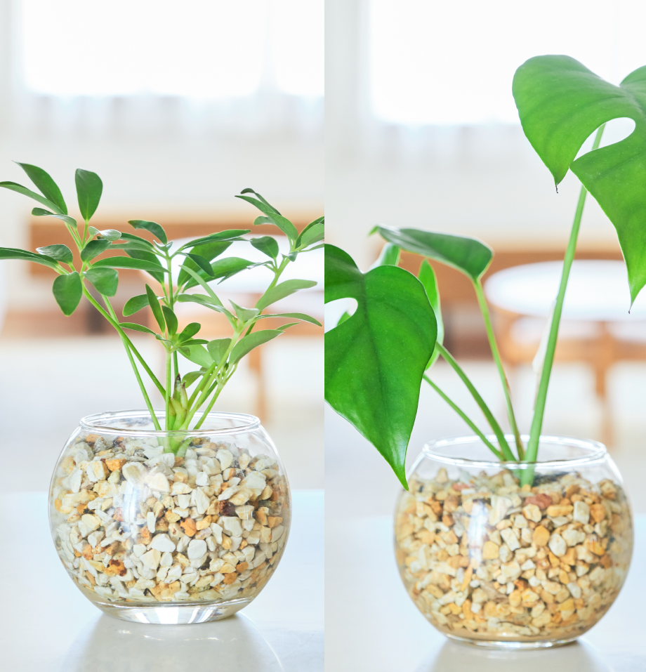 ガラスボールの育てるインテリア・選べる2点セット