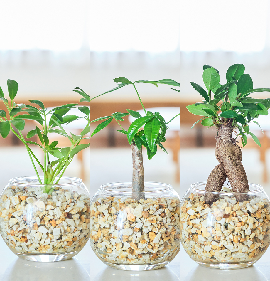 ガラスボールの育てるインテリア・選べる3点セット