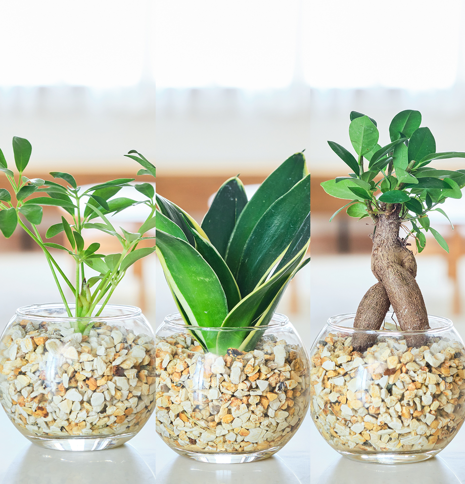 ガラスボールの育てるインテリア・選べる3点セット