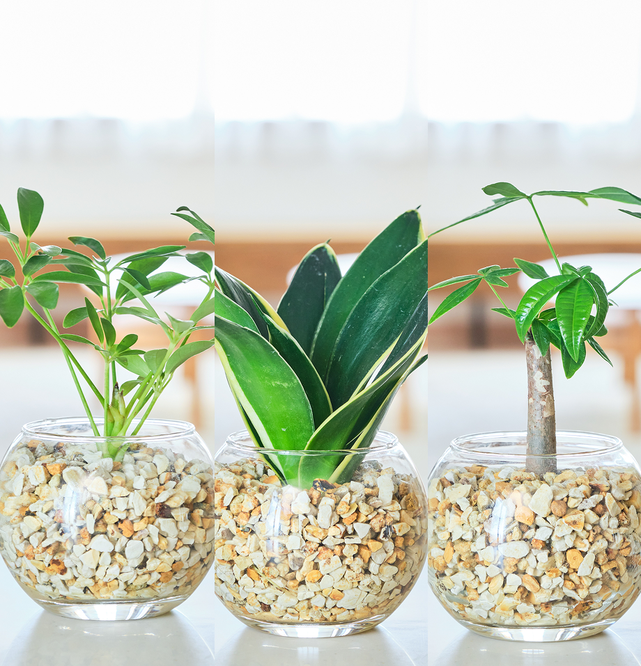 ガラスボールの育てるインテリア・選べる3点セット
