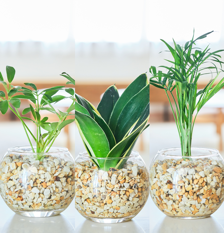 ガラスボールの育てるインテリア・選べる3点セット