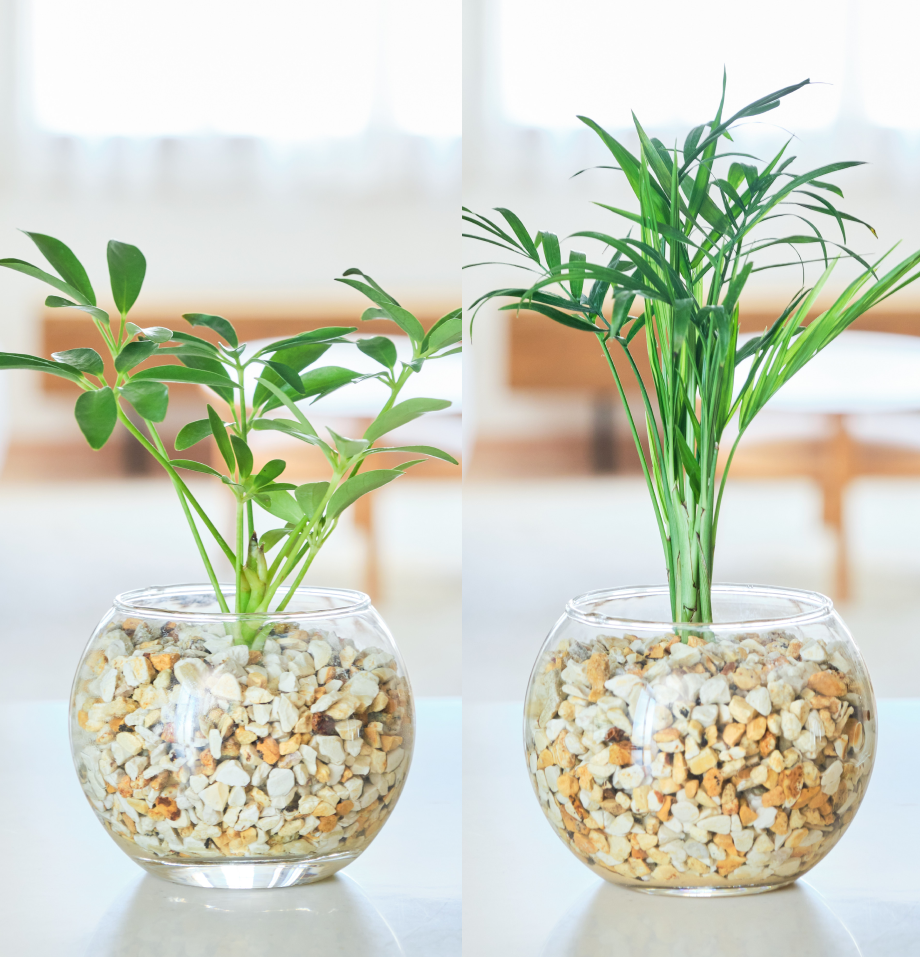 ガラスボールの育てるインテリア・選べる2点セット