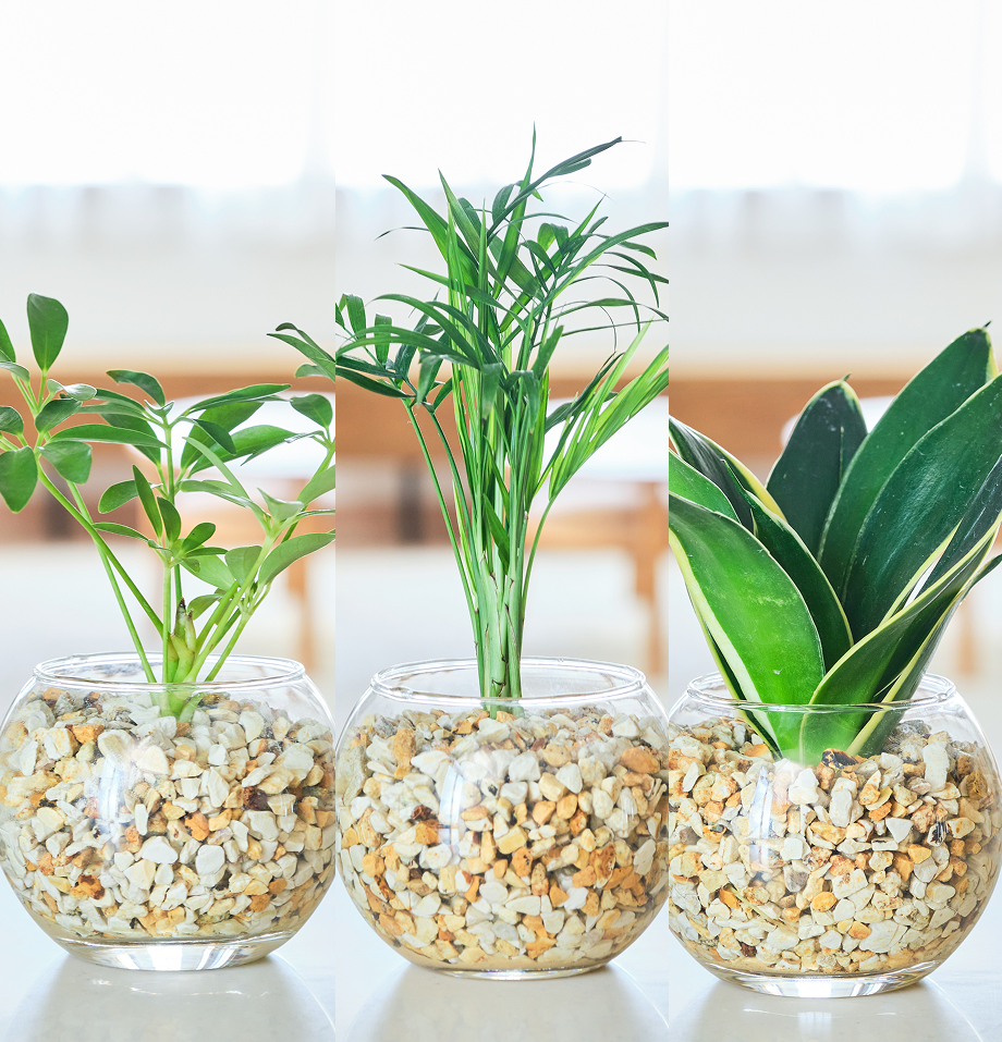 ガラスボールの育てるインテリア・選べる3点セット